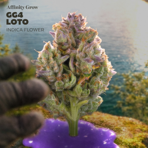 GG4 LOTO Flower (3.5g)