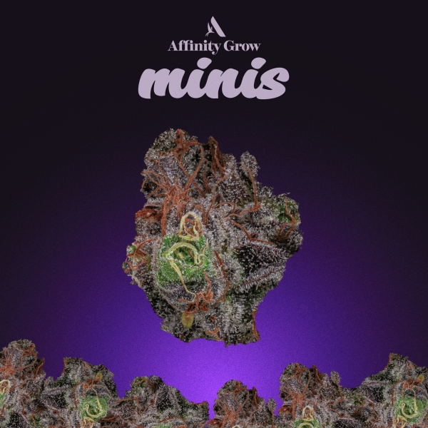Crescendo Flower Minis (3.5g)