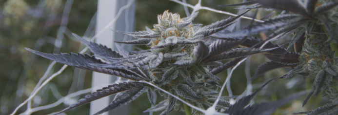 Cannabis flower