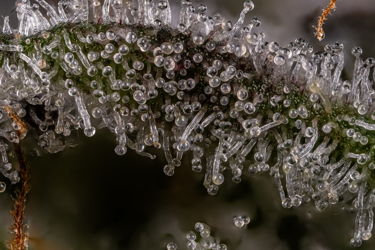 Cannabis Trichome