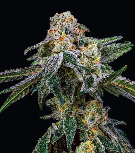 Cannabis Flower